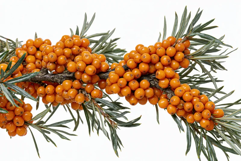 Sea buckthorn branch with dense clusters of orange berries and green leaves on white background