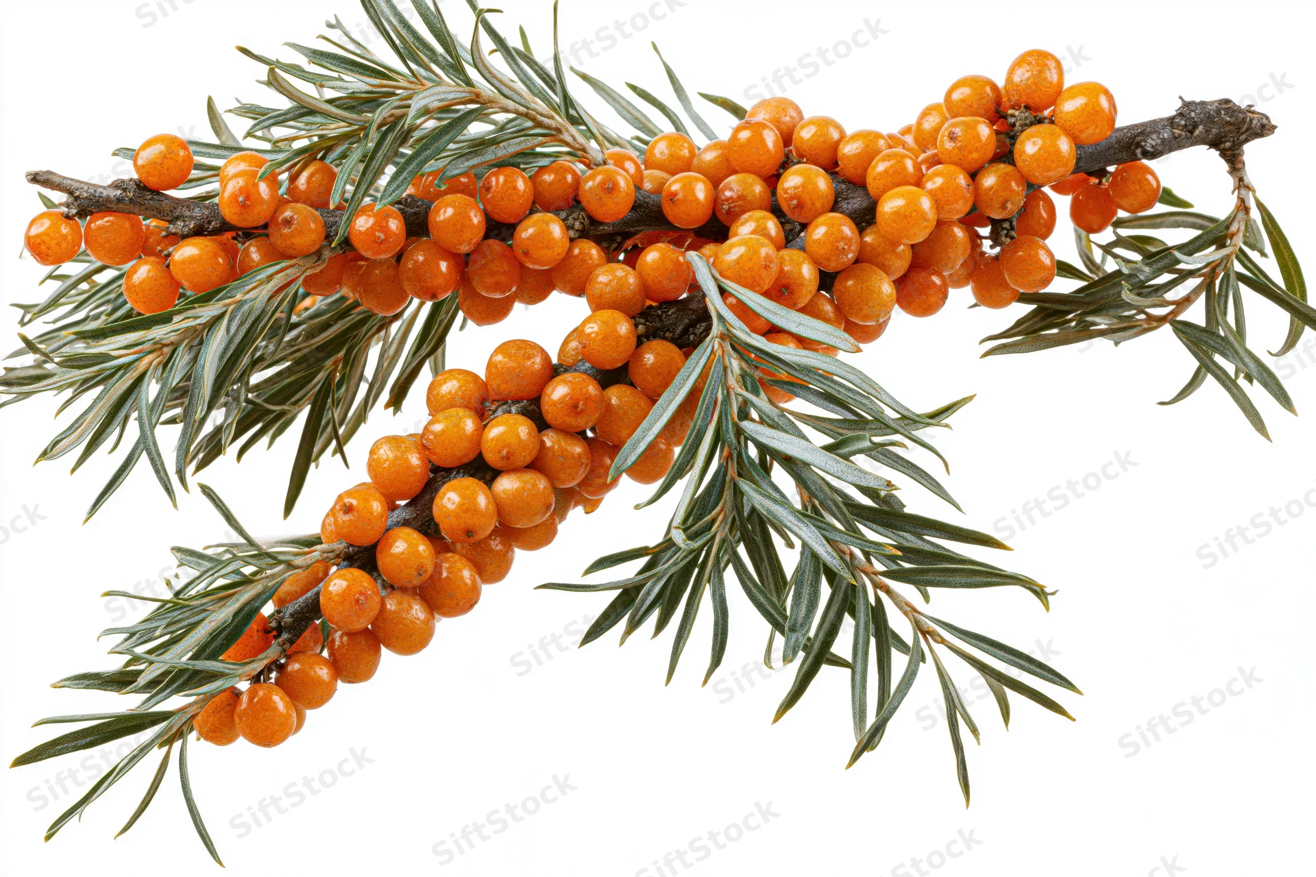 Sea buckthorn branch with dense clusters of orange berries and green leaves on white background