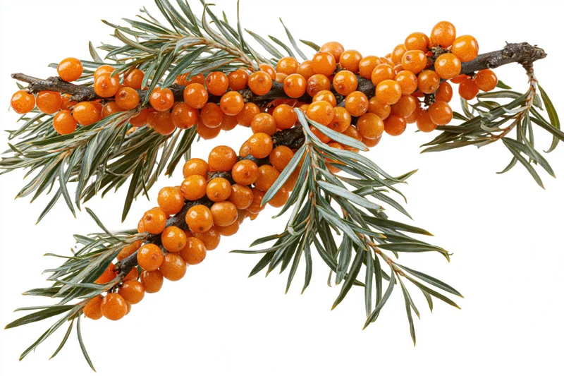 Sea buckthorn branch with dense clusters of orange berries and green leaves on white background