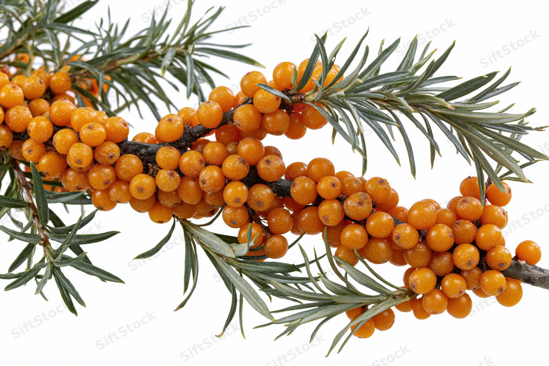 Sea buckthorn branch with dense clusters of orange berries and green needle-like leaves on white background