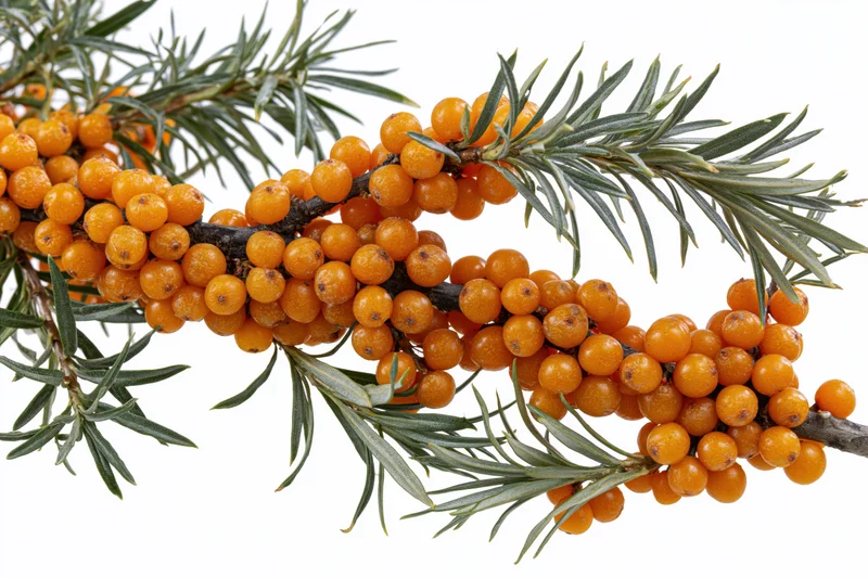 Sea buckthorn branch with dense clusters of orange berries and green needle-like leaves on white background