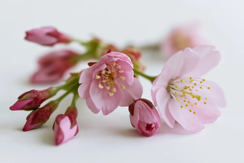 Cherry blossom branch with open pink flowers and buds on white background