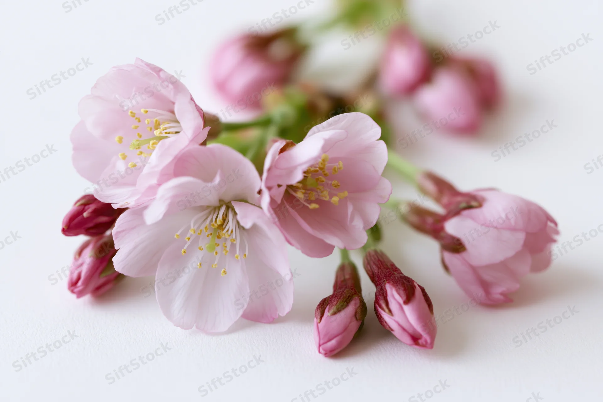 Cherry blossom branch with open pink flowers and buds on white background