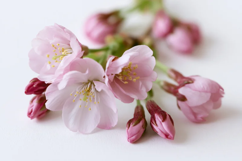 Cherry blossom branch with open pink flowers and buds on white background