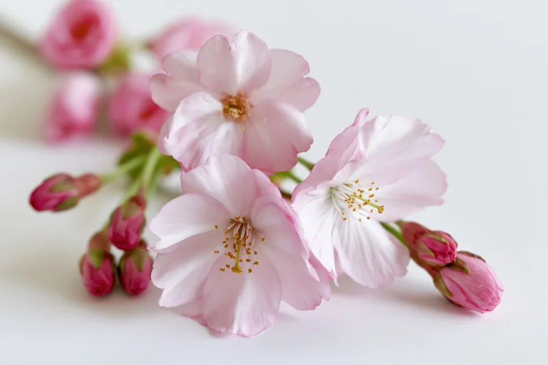 Cherry blossom branch with open pink flowers and buds on white background