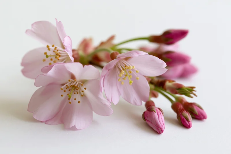 Cherry blossom branch with open pink flowers and buds on white background