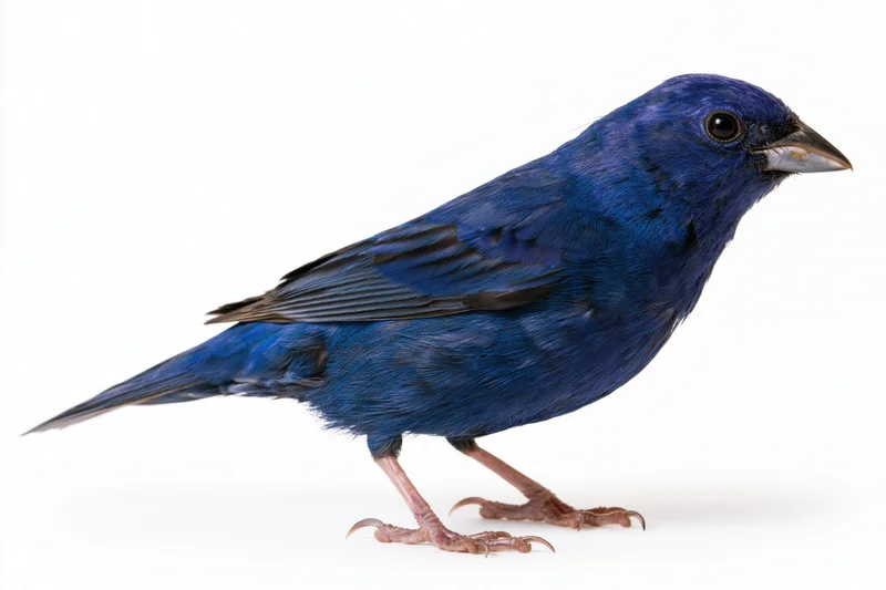 Small vivid blue bird standing in profile view isolated on white background