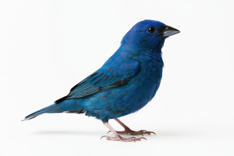 Small vivid blue bird standing in profile view isolated on white background