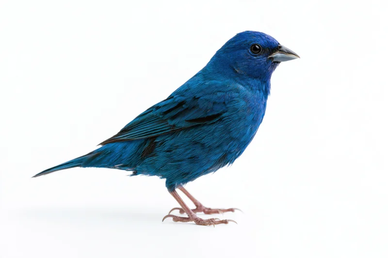 Small vivid blue bird standing in profile view isolated on white background