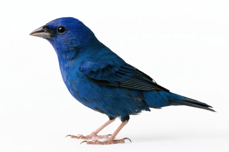 Small vivid blue bird standing upright in profile view isolated on white background