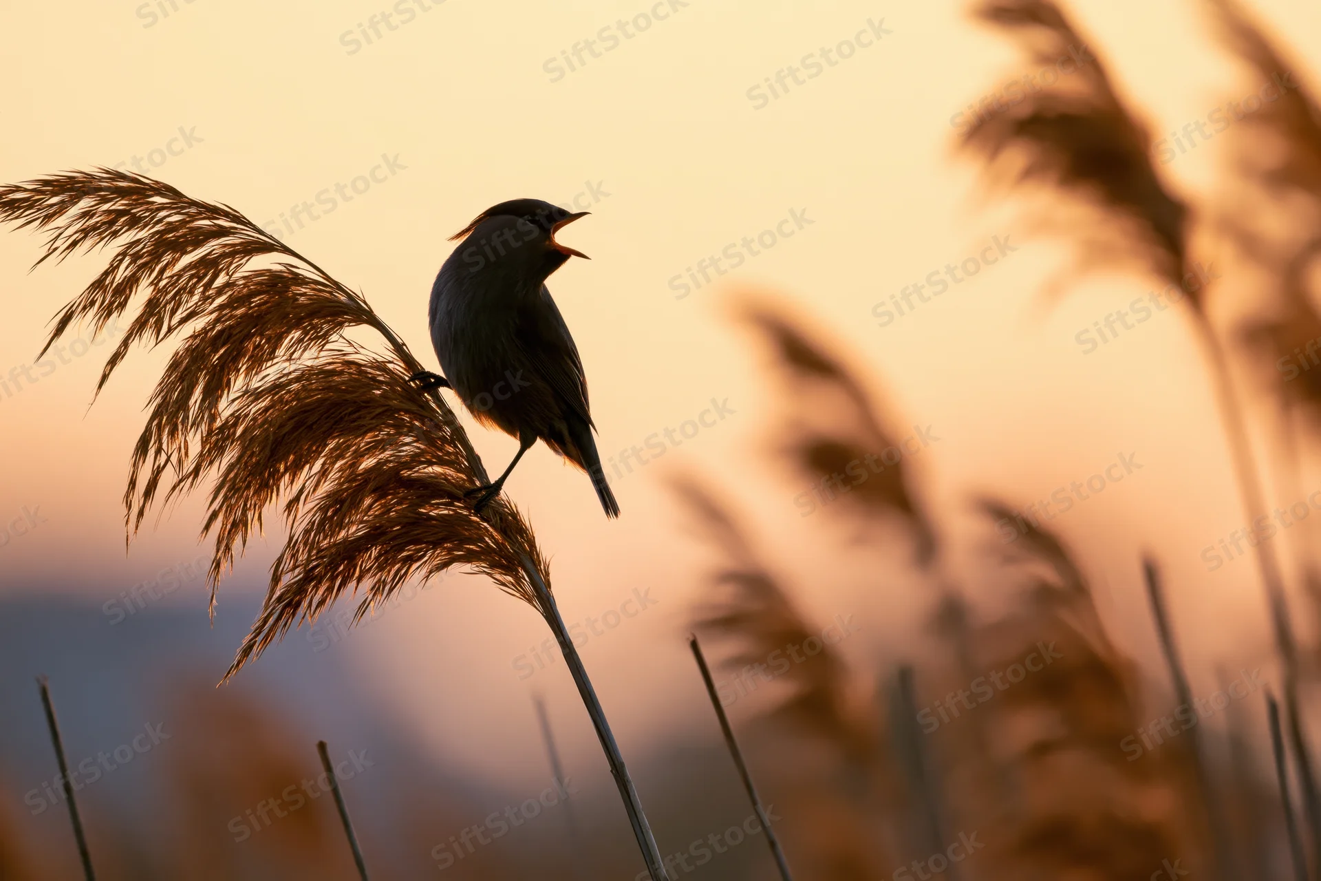 Warbler singing perched on reed stem at sunset in marshland