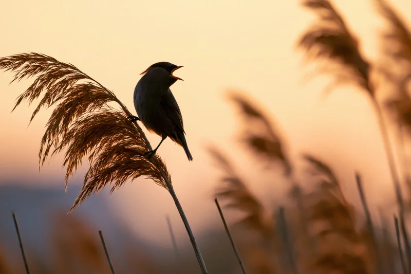 Warbler singing perched on reed stem at sunset in marshland