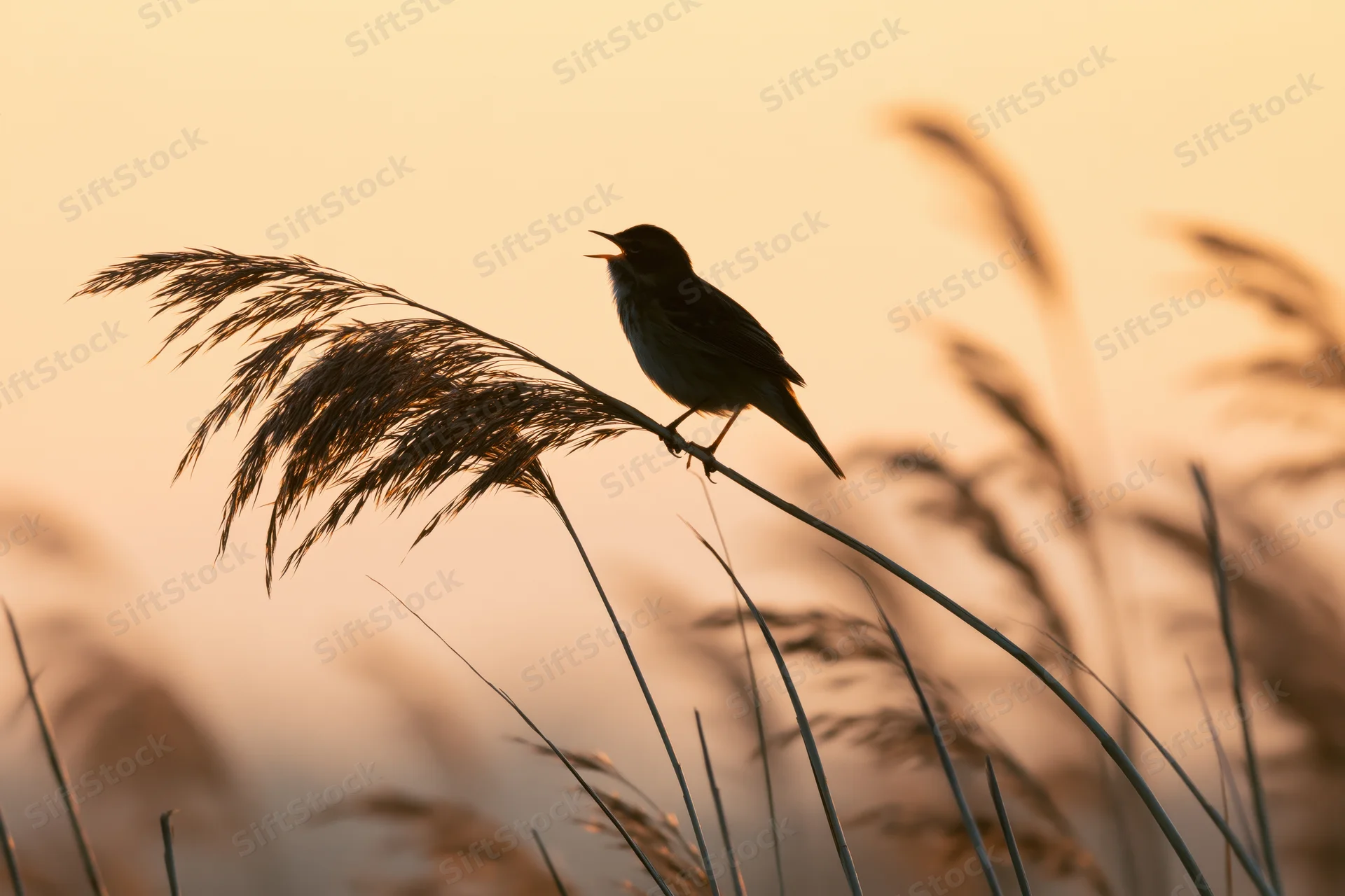 Warbler singing perched on reed stem at sunset