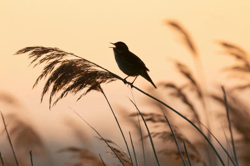 Warbler singing perched on reed stem at sunset