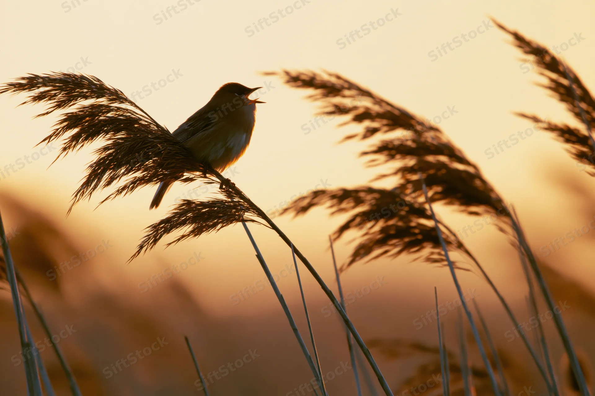 Warbler singing perched on a reed stem at sunset