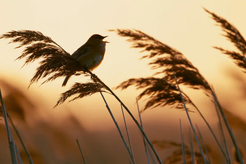 Warbler singing perched on a reed stem at sunset