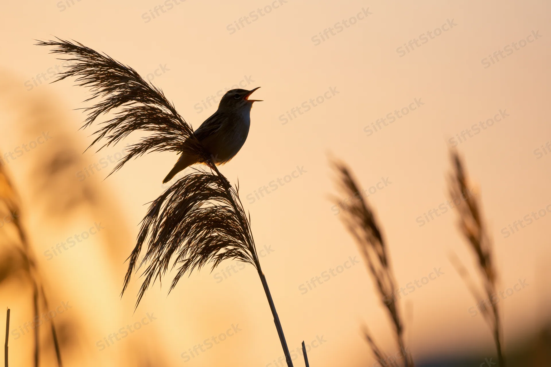 Warbler perched on reed stem singing at sunset