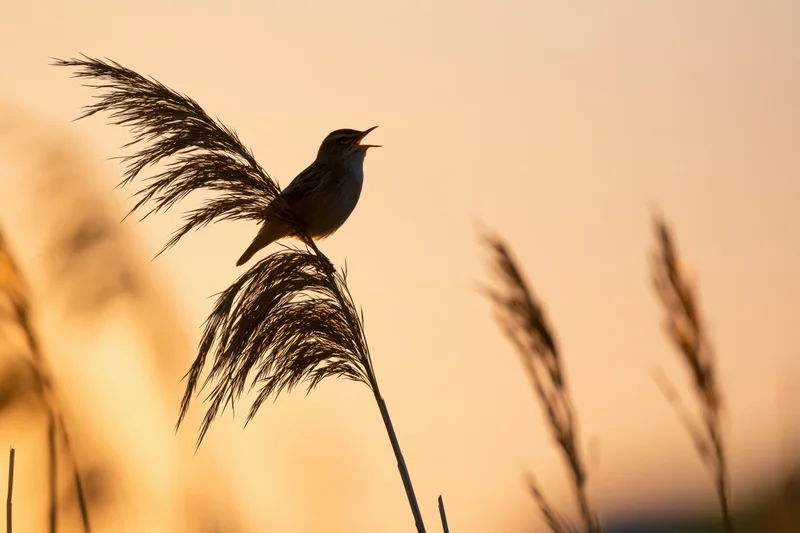 Warbler perched on reed stem singing at sunset