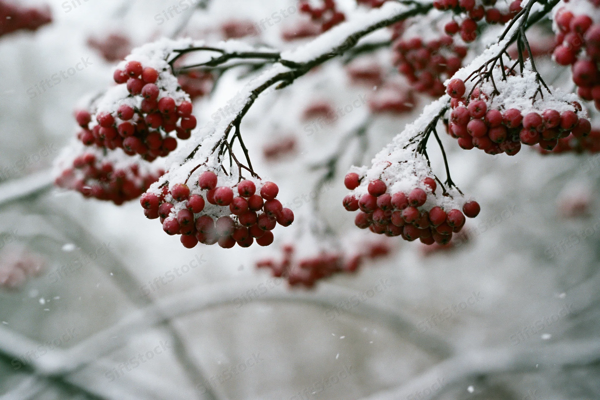 Snow-dusted rowan branches with clusters of red berries in winter setting
