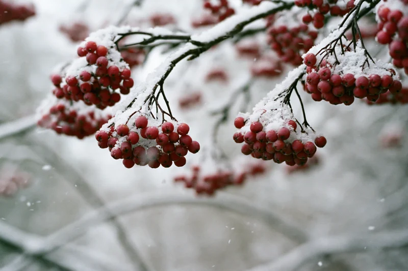 Snow-dusted rowan branches with clusters of red berries in winter setting