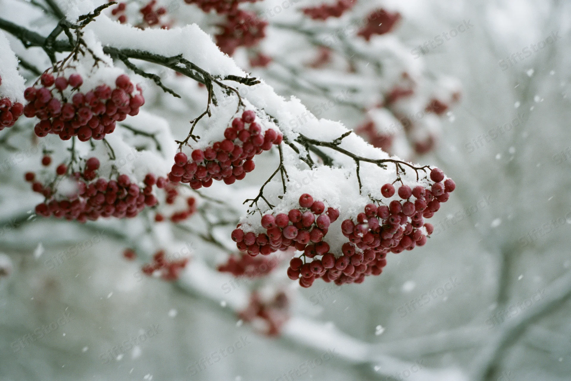 Snow-covered rowan branches with clusters of red berries in winter