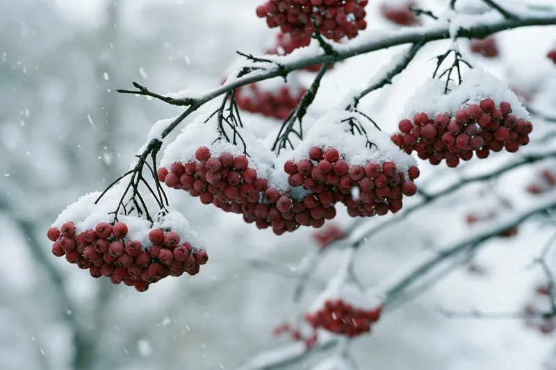 Snow-covered rowan branches with clusters of red berries in winter forest