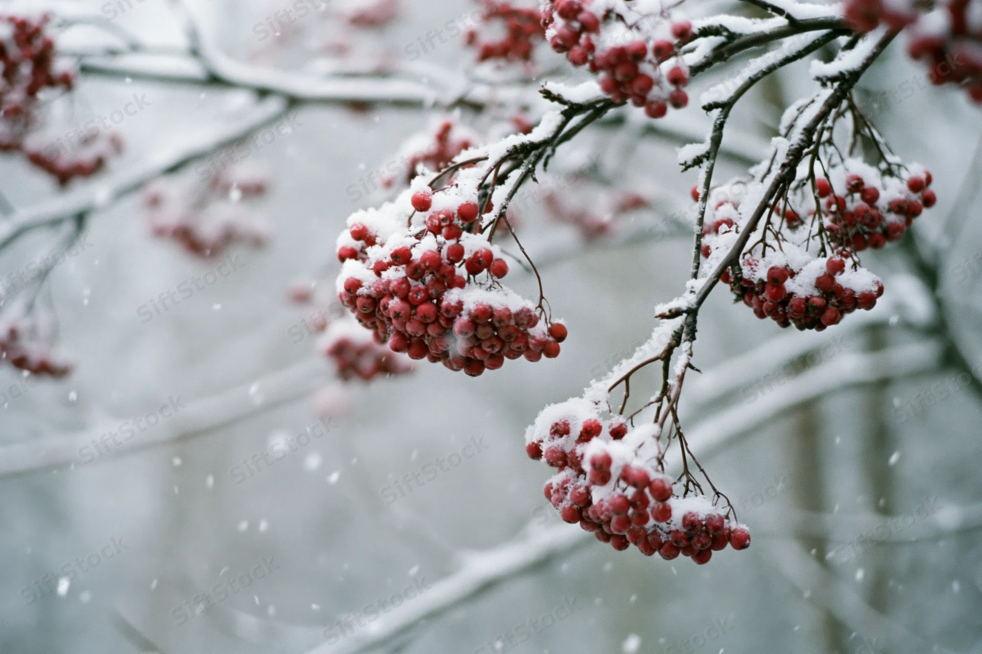 Snow-dusted rowan branches with red berries in winter forest