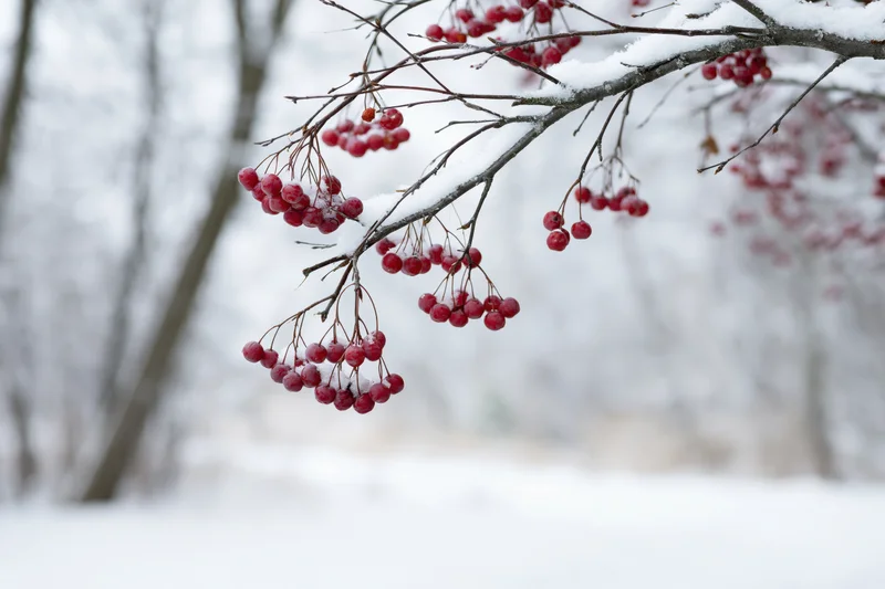 Snow-dusted wild berry branch with clusters of small red berries in a winter forest
