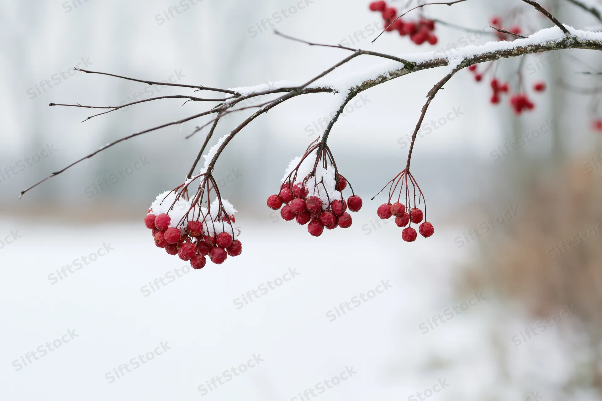 Snow-dusted red berries hanging from a bare branch in a winter landscape