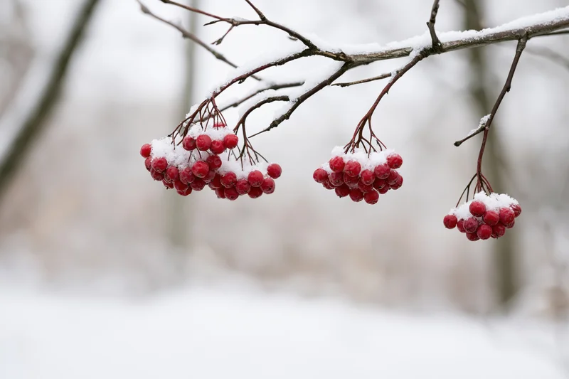 Snow-dusted red berries clustered on bare branches in a winter forest setting