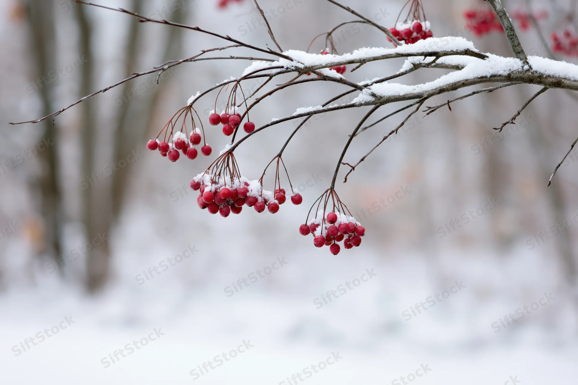 Snow-dusted red berries hanging from a bare tree branch in a winter forest
