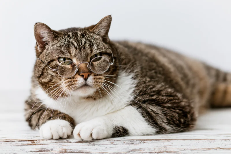 Tabby cat wearing small round wire-framed glasses lying on a white wooden floor