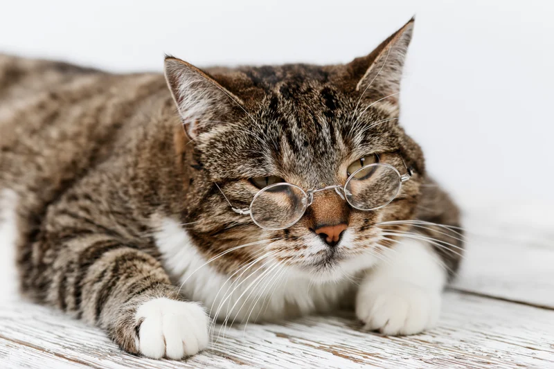 Tabby cat wearing small round wire-framed glasses lying on a wooden floor