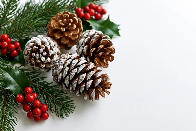 Pinecones dusted with frost and holly berries arranged on white background
