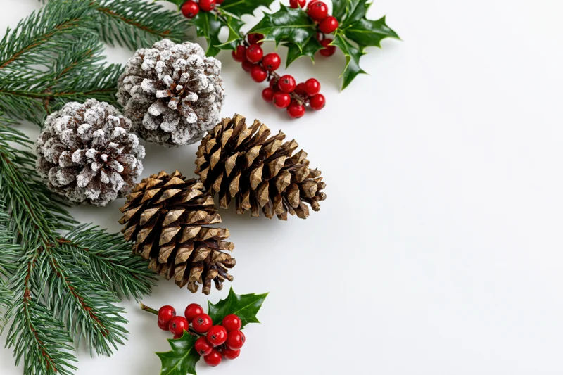 Pinecones and holly branches with red berries arranged on white surface for christmas decoration