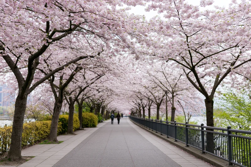 Cherry blossom trees lining a paved urban pathway with people walking in the distance under a floral canopy