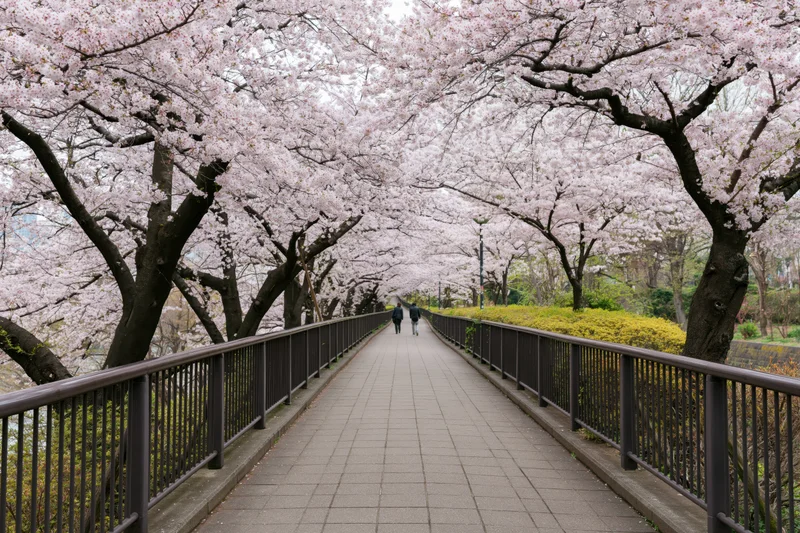 Cherry blossom trees lining a paved walkway in an urban park during spring