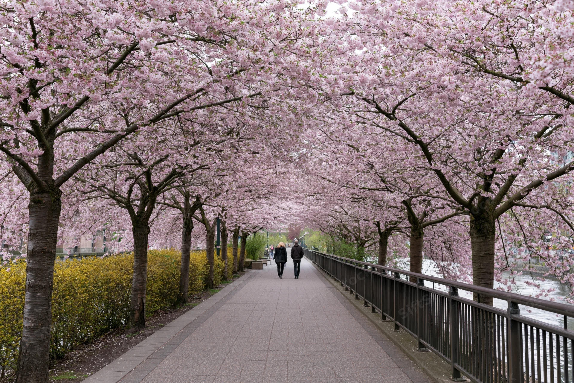 Two people walking along a tree-lined urban pathway under cherry blossom canopy beside a river