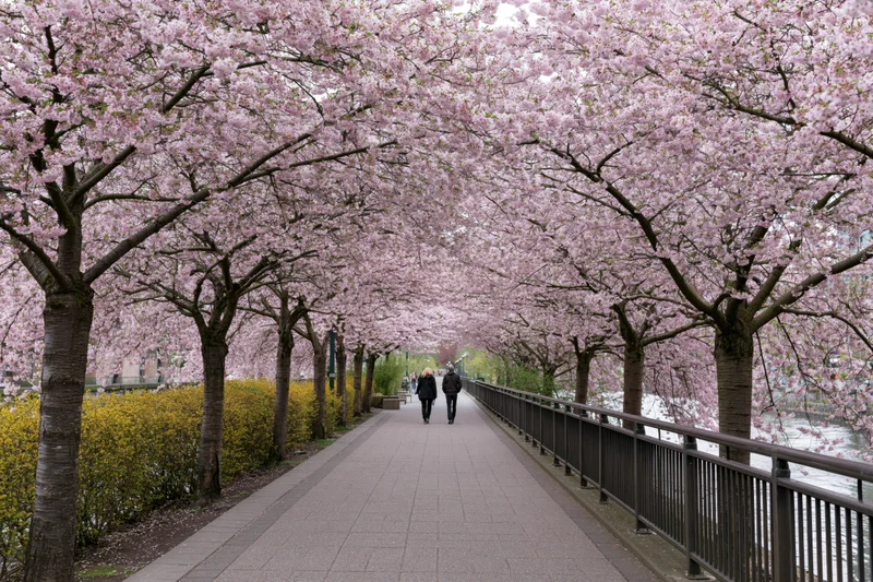 Two people walking along a tree-lined urban pathway under cherry blossom canopy beside a river
