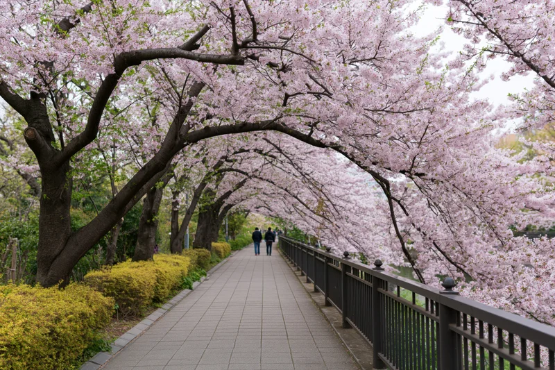 Cherry blossom trees forming a blooming arch over a paved walkway in a city park