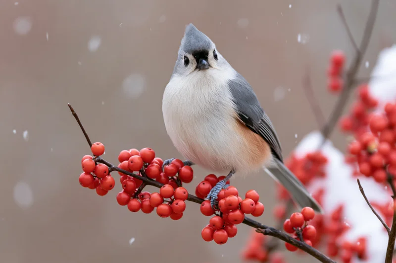 Tufted titmouse perched upright on a berry-laden branch in snowy winter setting