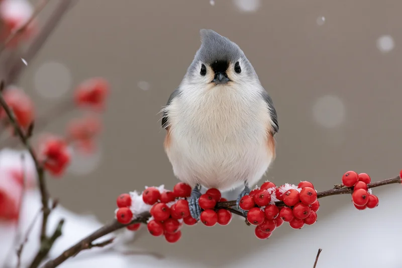 Tufted titmouse perched upright on a snow-dusted branch with red berries in winter