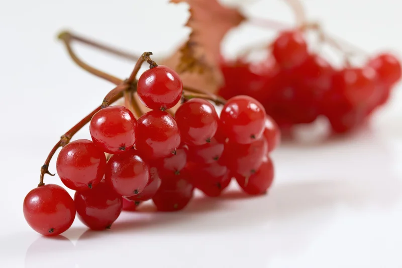Clusters of red viburnum berries on a white surface with soft focus background