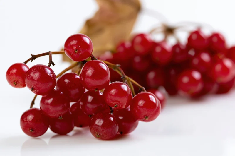 Clusters of red viburnum berries on a white surface with a dried leaf in the background