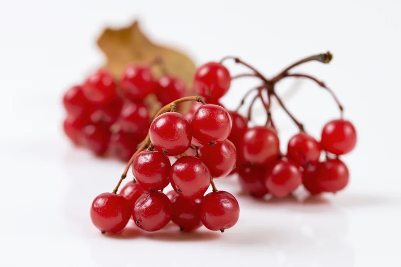 Clusters of red viburnum berries on a white surface with a single leaf in the background