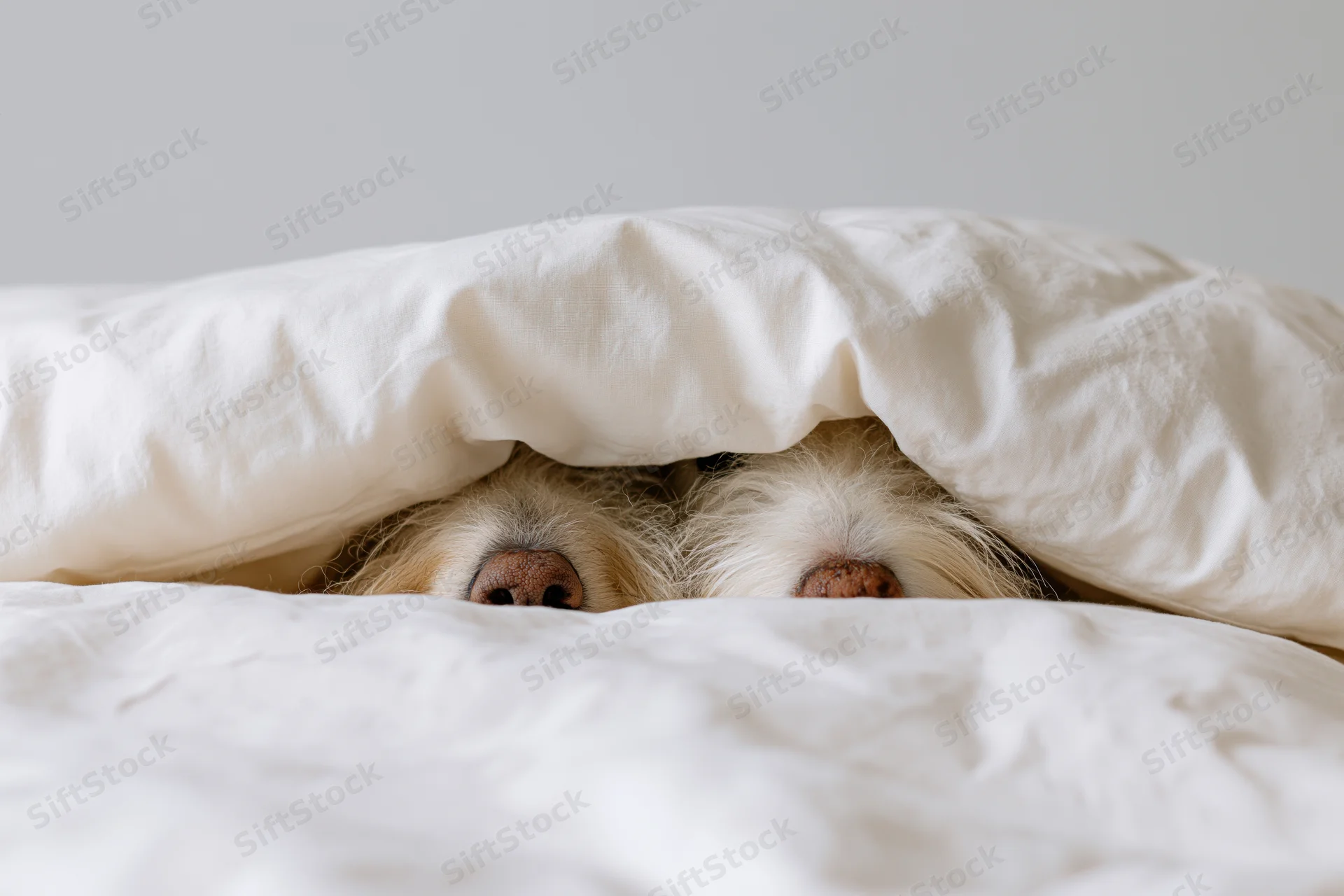 Two dogs peeking from under a white duvet on a bed