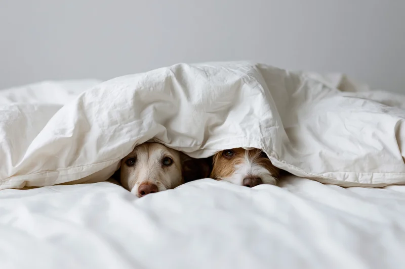 Two dogs peeking from under a white duvet on a bed
