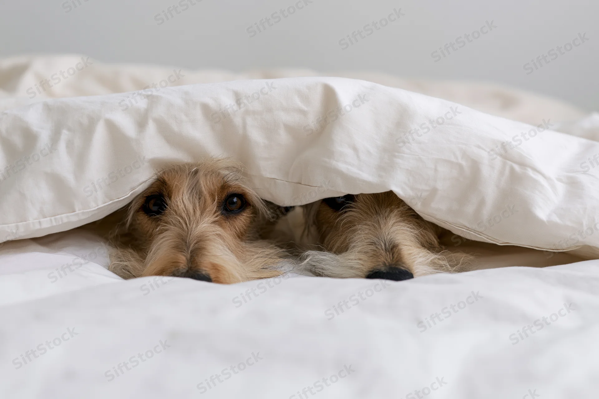 Two dogs peeking from under a white duvet on a bed