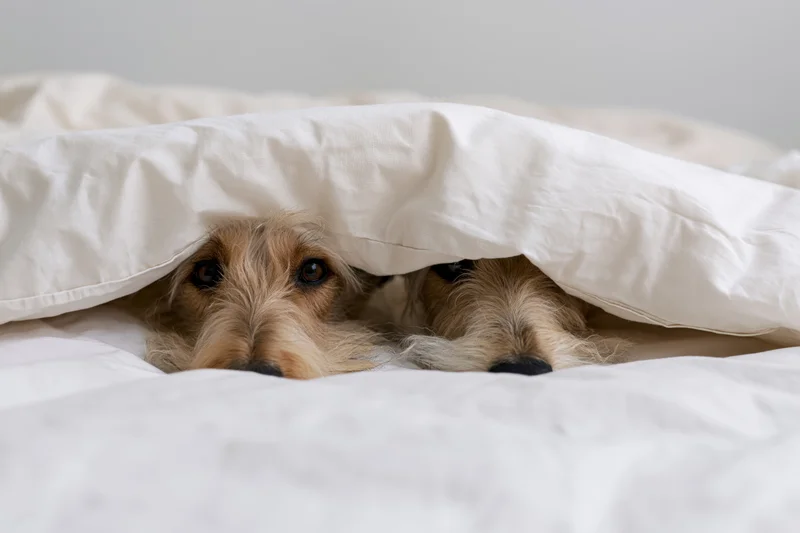 Two dogs peeking from under a white duvet on a bed