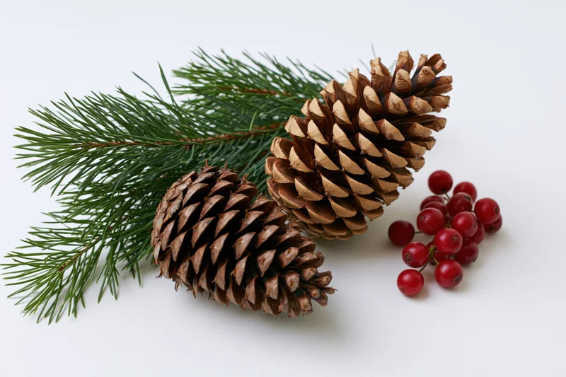 Pinecones and evergreen sprigs with red berries arranged on white background